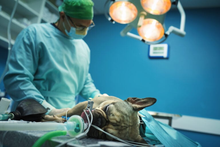 French bulldog intubated with surgeon French bulldog intubated with surgeon