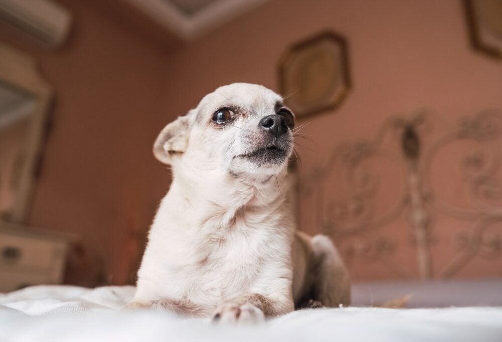 light colored chihuahua on bed light colored chihuahua on bed