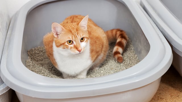 Lorazepam reduces the risk of recurrent urethral obstruction in male cats Lorazepam reduces the risk of recurrent urethral obstruction in male cats